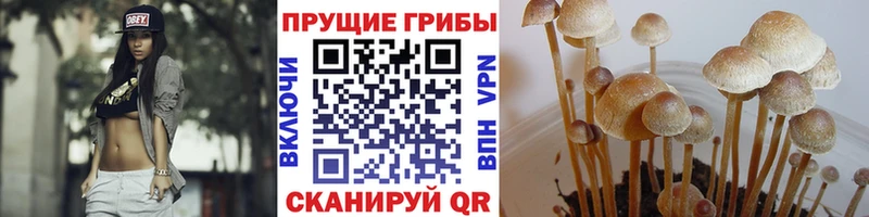Псилоцибиновые грибы GOLDEN TEACHER  Кирсанов 